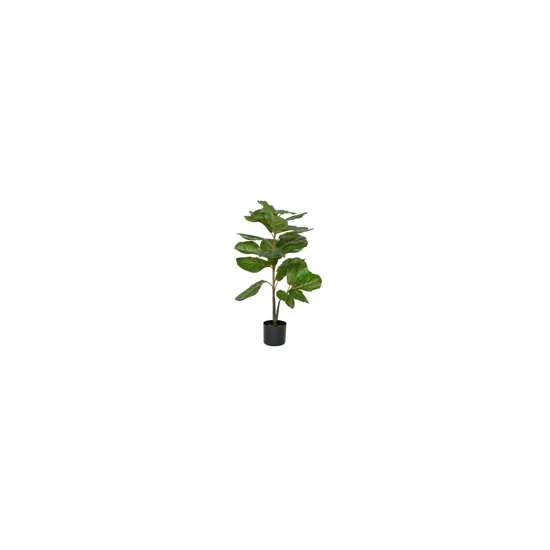 Ficus Lyrata 100cm