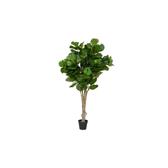 Ficus Lyrata 180cm