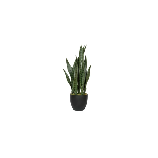 Sansevieria 70cm