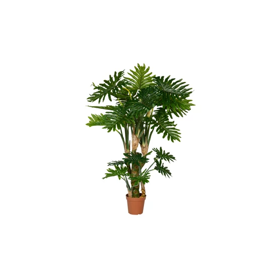 Philodendron 160cm