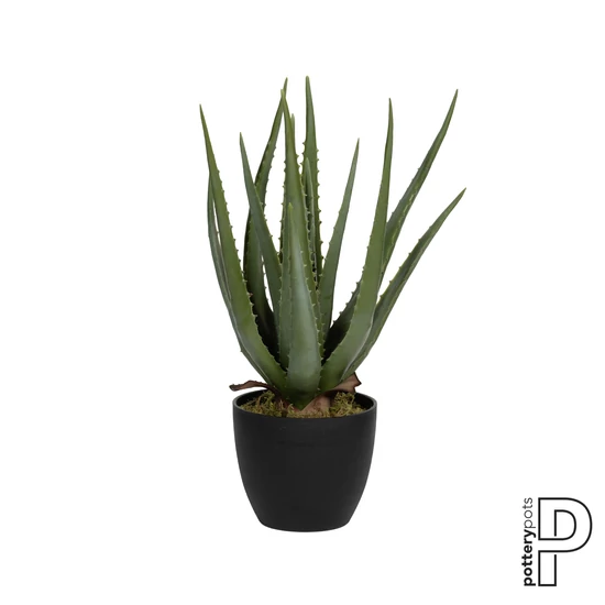 Aloe 45cm