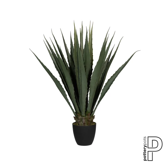 Agave 103cm