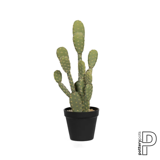 Cactus Opuntia 72cm