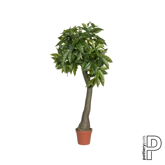 Pachira 170cm
