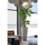 Kép 2/2 - Philodendron 160cm