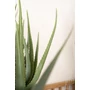 Kép 3/3 - Aloe 45cm