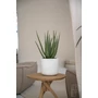 Kép 2/3 - Aloe 45cm