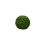 Kép 1/3 - Buxus 40cm