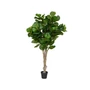Kép 1/3 - Ficus Lyrata 180cm
