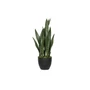 Kép 1/3 - Sansevieria 70cm
