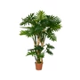 Kép 1/2 - Philodendron 160cm