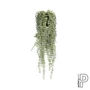 Kép 1/3 - Senecio 60cm